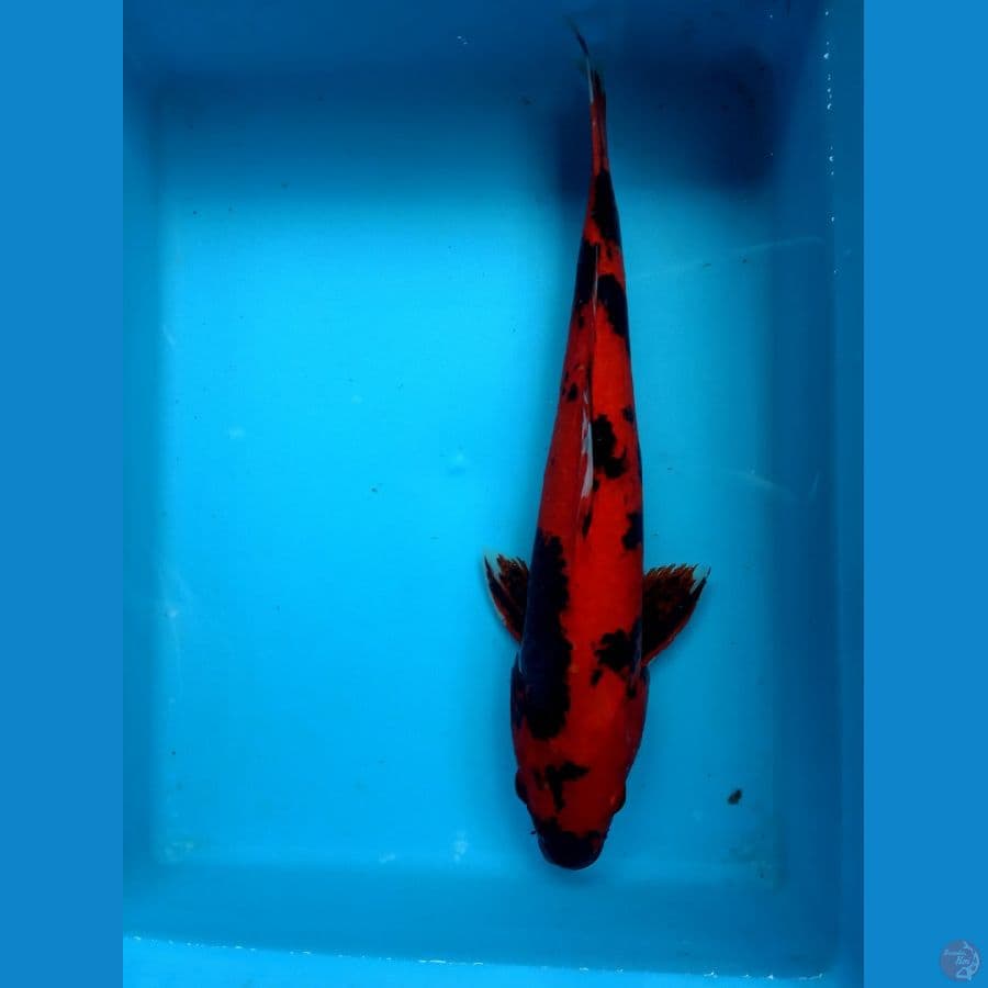 Red hiutsuri size 35-+ tinggal gemukin , ikan halus dan tidak masir