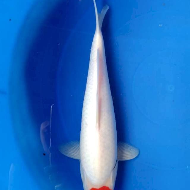 Tancho kohaku calon jumbo