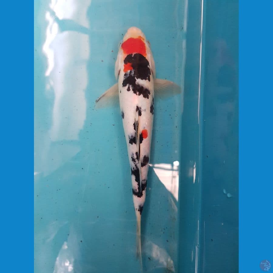 Tancho Sanke 27 cm