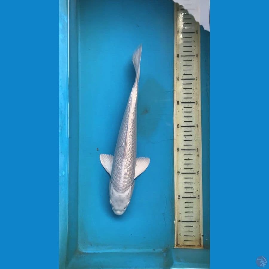 platinum gindrin 35cm