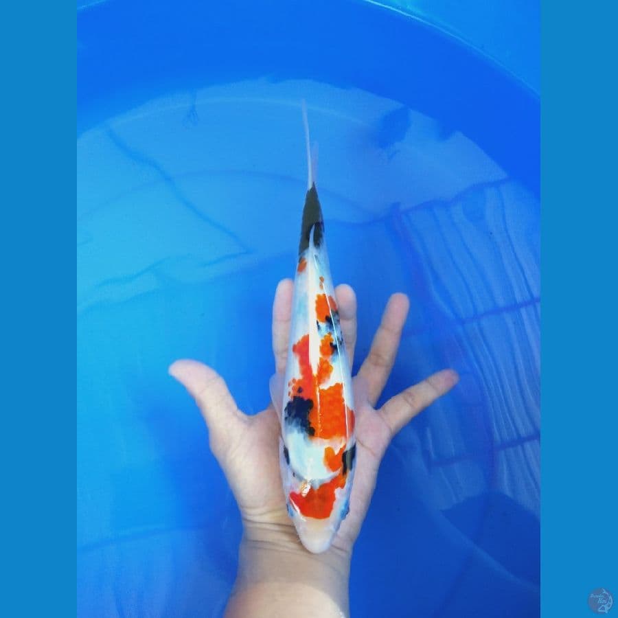 Showa 26 cm
