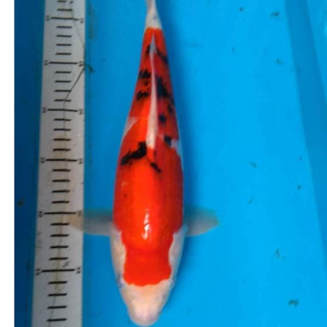 SANKE 38 cm