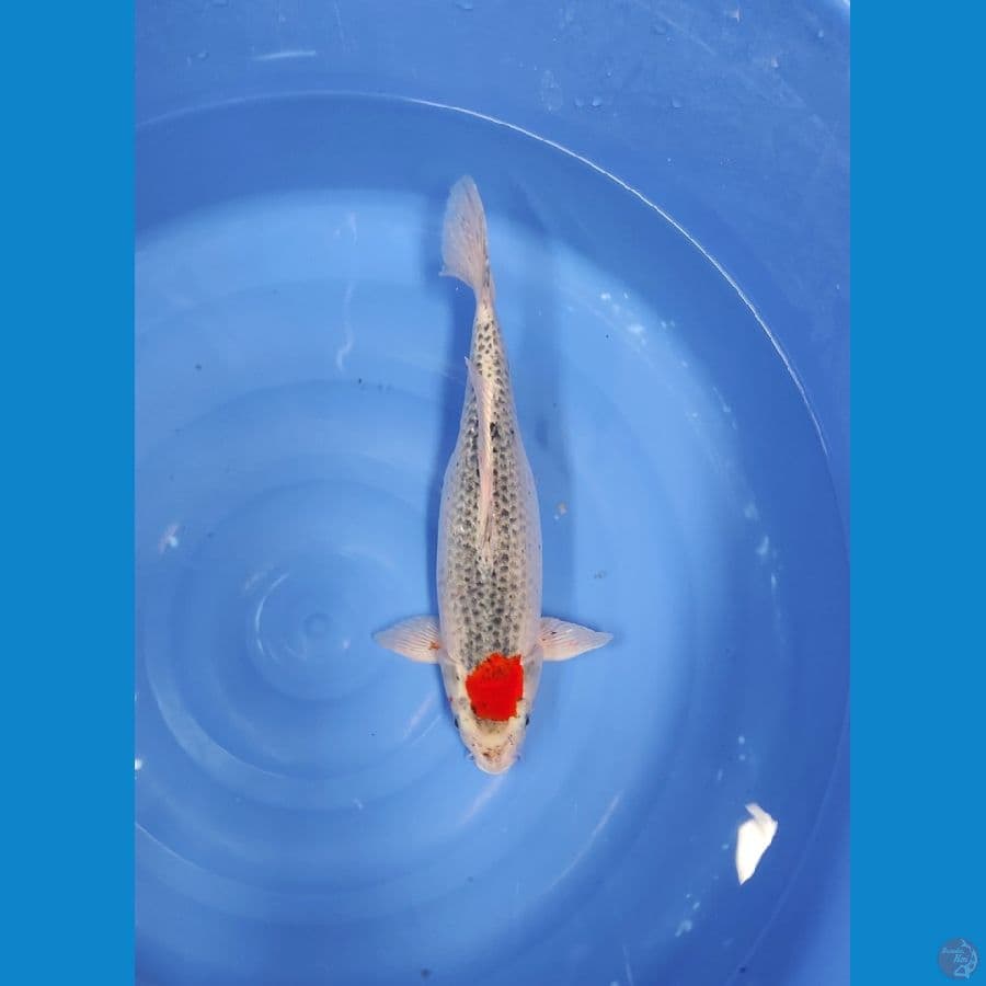 TANCO GOSIKI 43 CM