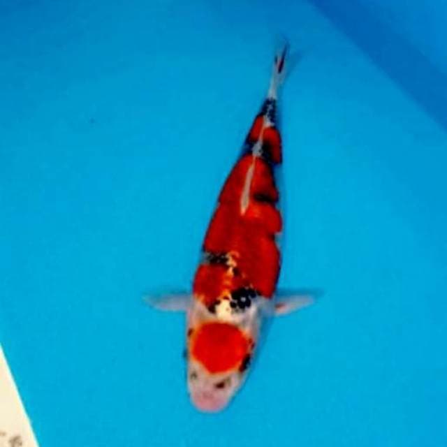 Maruten red goshiki 33cm