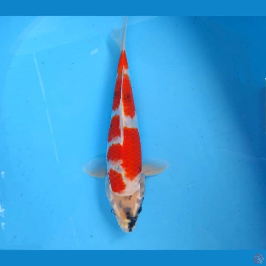 showa 30cm
