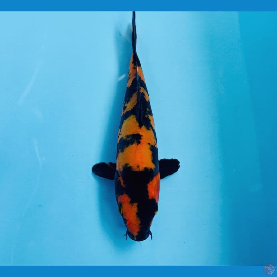 hi utsuri doitsu, 19 cm