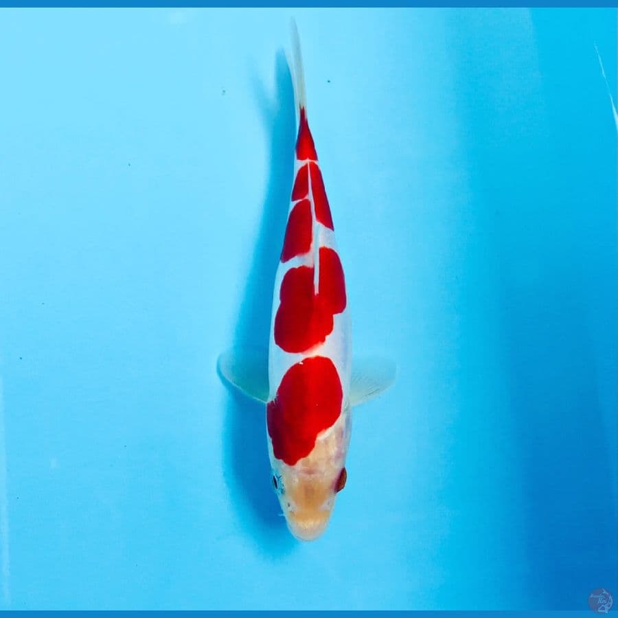 kohaku doitsu murni, 15 cm