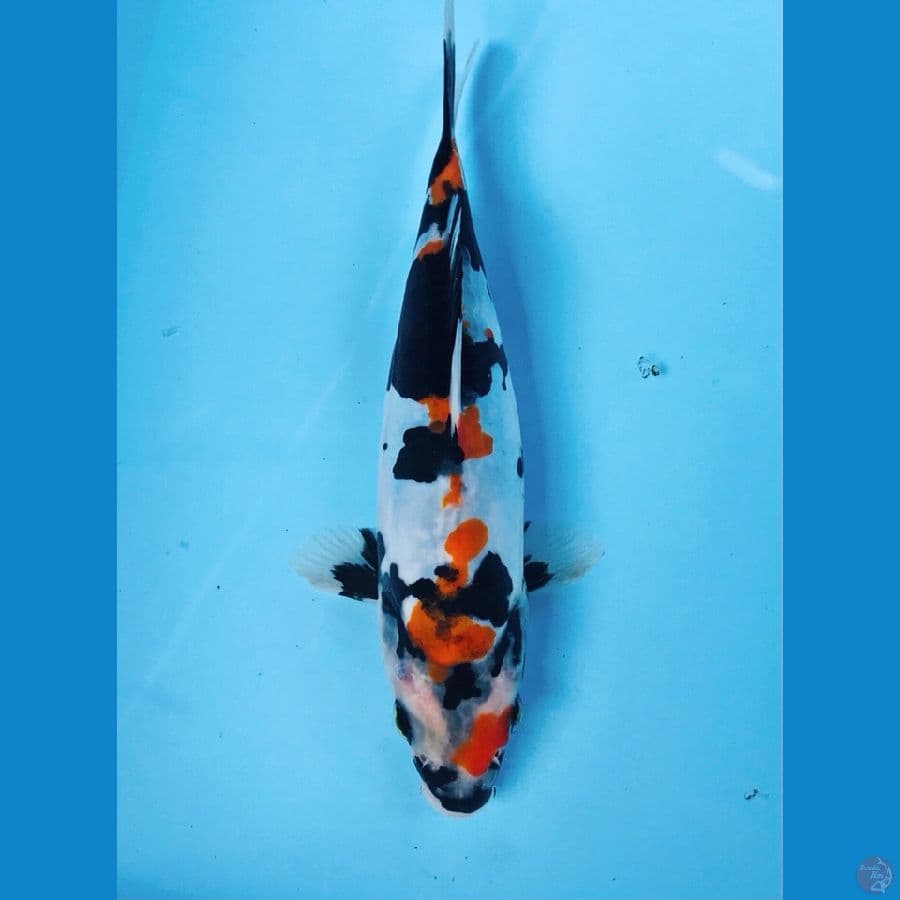 showa doitsu, 19 cm