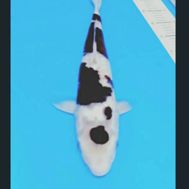 Budo 40cm