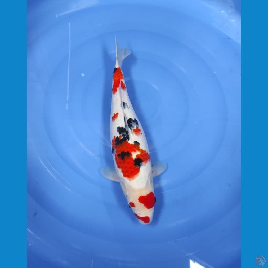 SQ TAISHO 40 CM