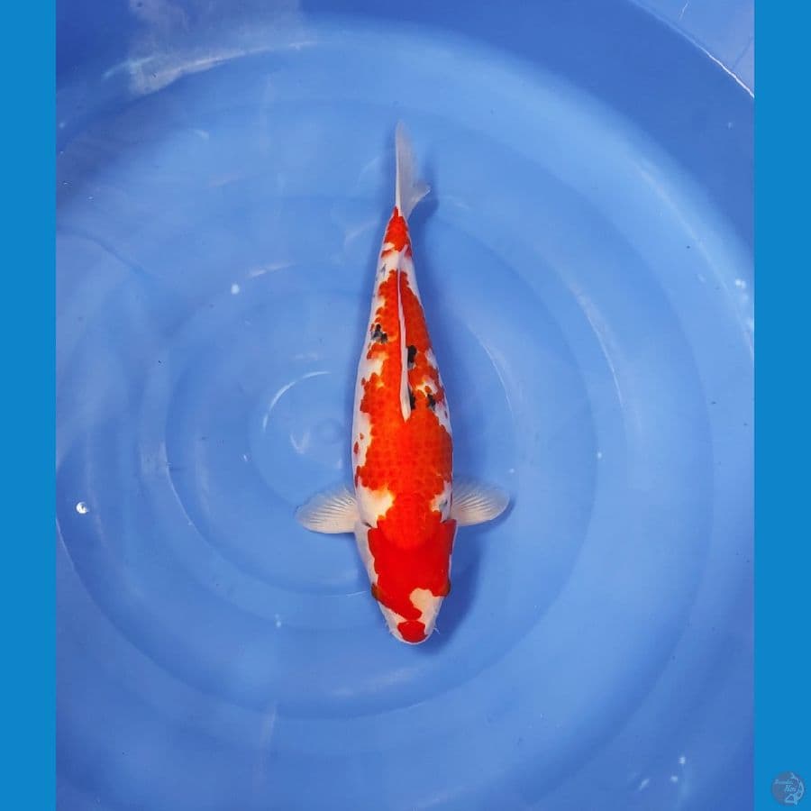 KANOKO SANKE 40 CM