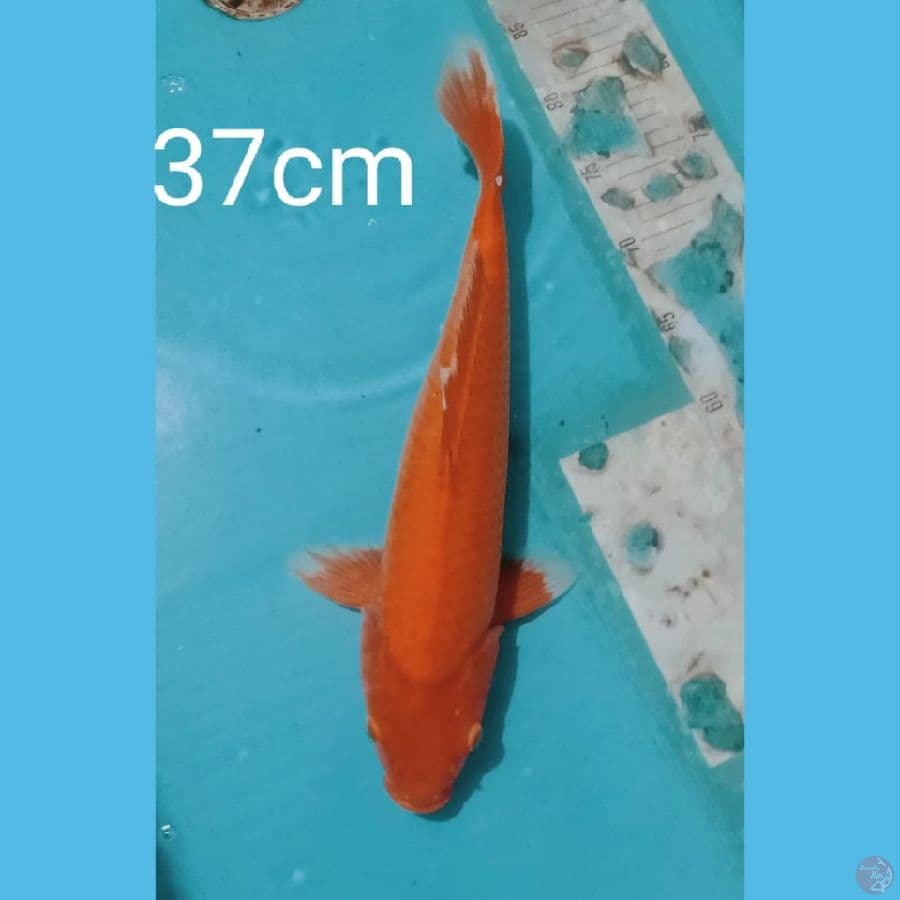 aka hajiro 37cm
