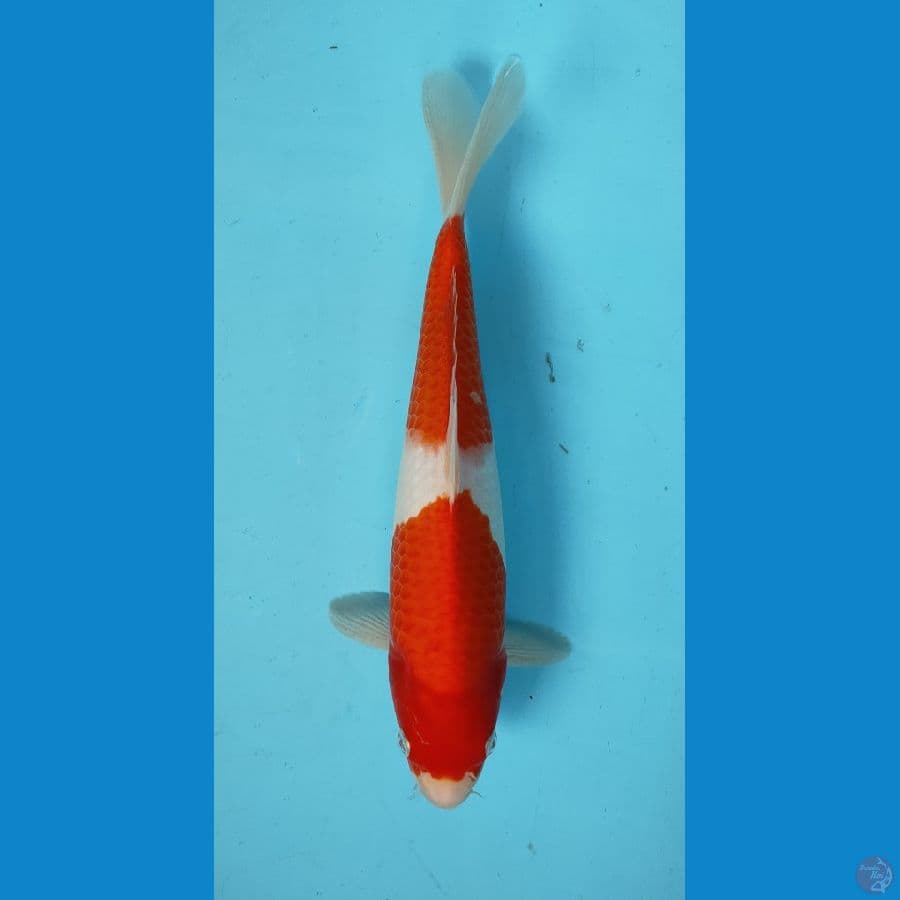 KOHAKU ORIGINAL 31 cm