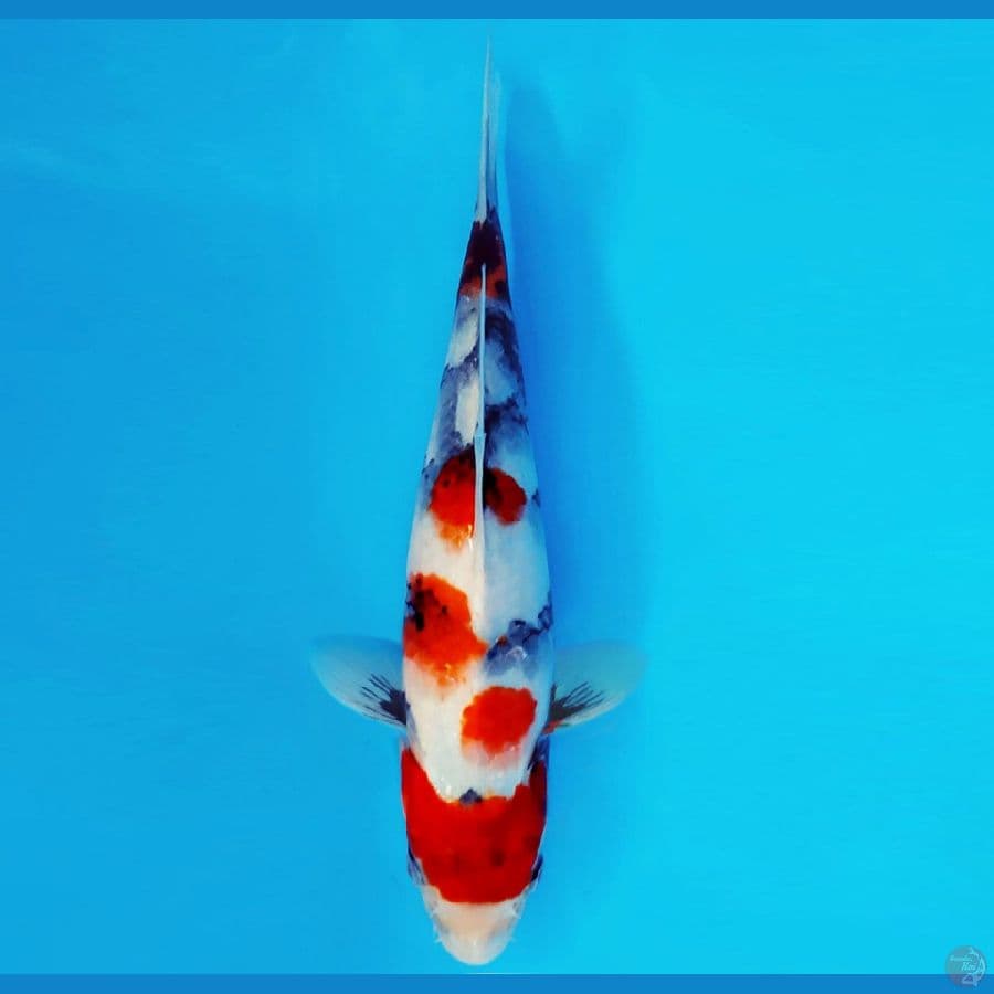 NAGOYA 2 ~ KINDAI SHOWA 25 cm/male ™