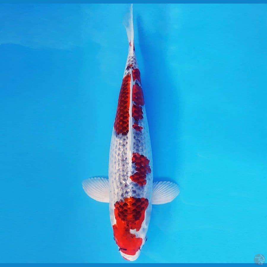 NAGOYA 3 ~ GOSHIKI GOROMO 38 cm/fm ™