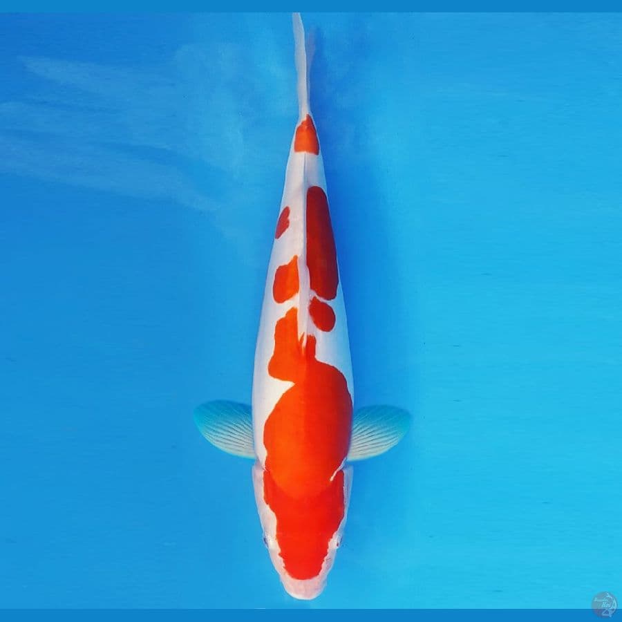 NAGOYA 4 ~ KOHAKU DOITSU 39 cm/fm ™