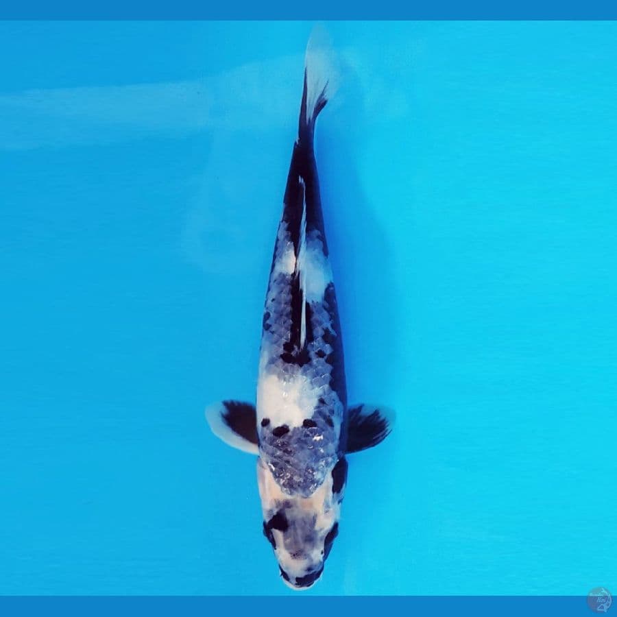 NAGOYA 5 ~ KAGE SHIRO 24 cm/male ™