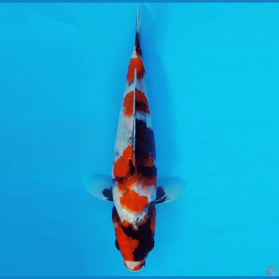 NAGOYA 7 ~ SHOWA EVOLUTION 21 cm/male ™