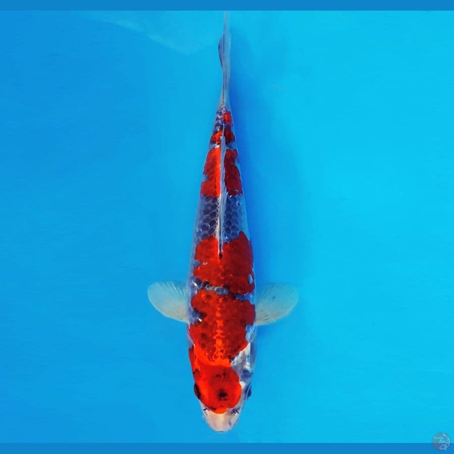 NAGOYA 9 ~ GOSHIKI 24 cm/male ™