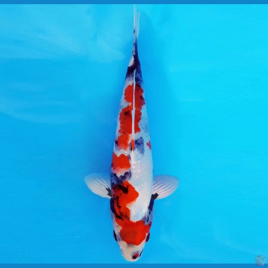 NAGOYA 12 ~ SHOWA EVOLUTION 21 cm/fm ™