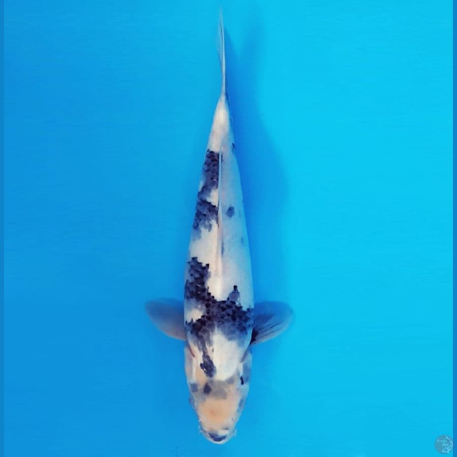 NAGOYA 15 ~ SHIRO SHOWA 32 cm/fm ™