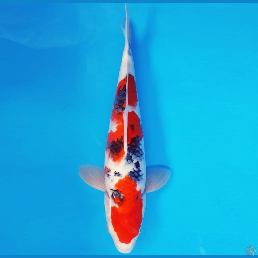 NAGOYA 16 ~ SANKE 34 cm/male ™