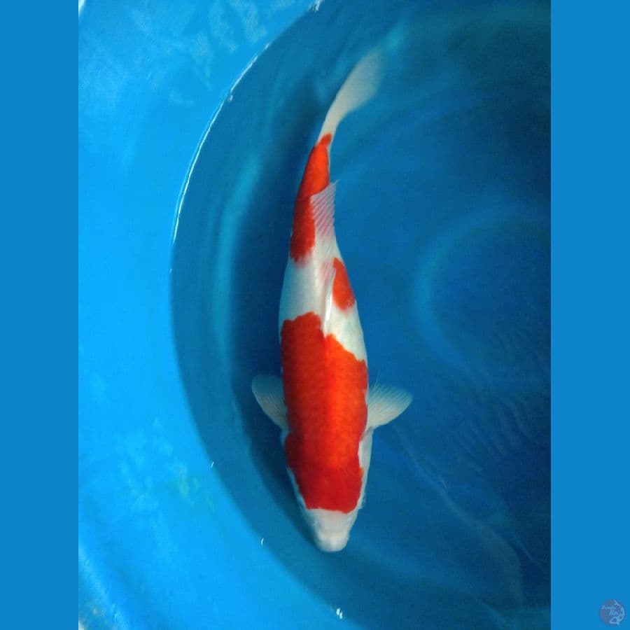 kohaku semox 49cm