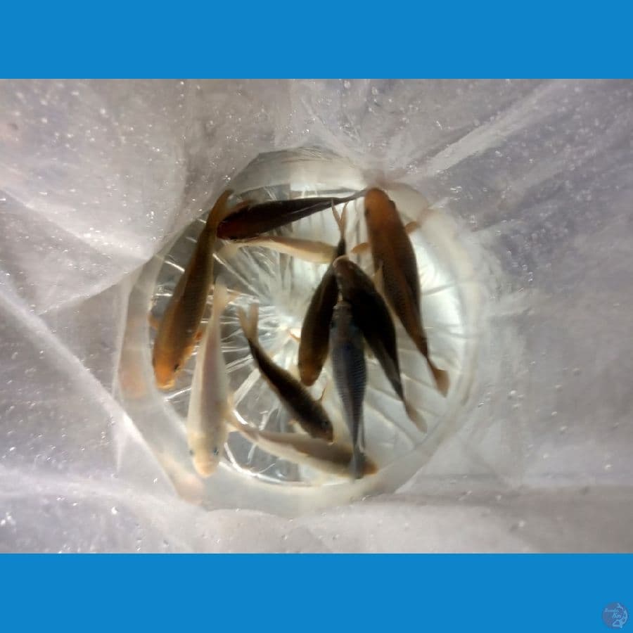 paket mix 10 ekor siap cemplung