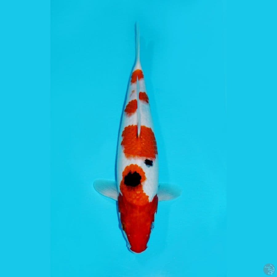SANKE, 35CM