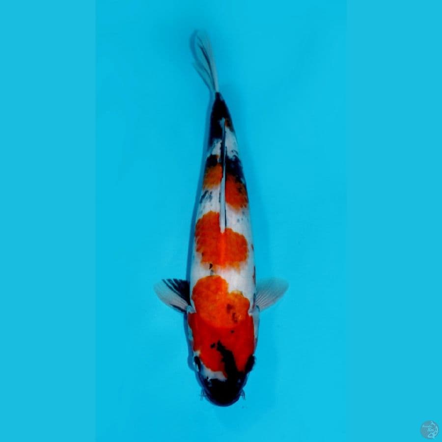 SHOWA, 34CM