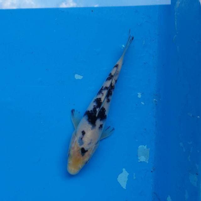 Bekko F1