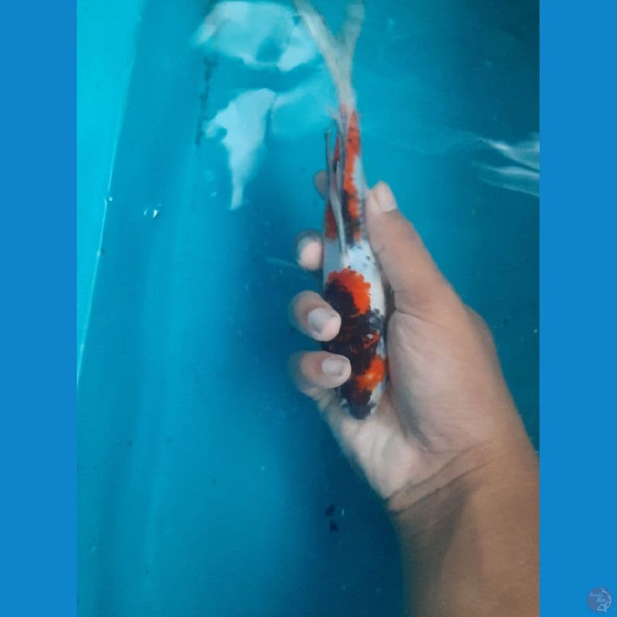 KUMPAY SHOWAA