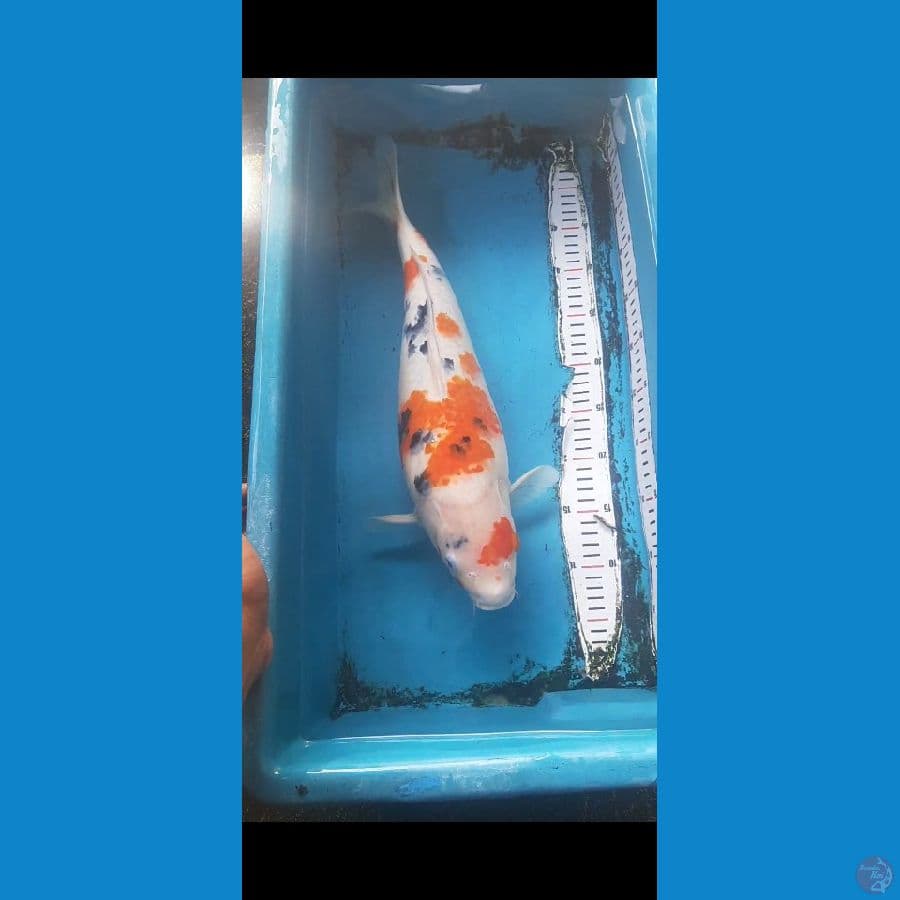SANKE BULKY F1 50CM