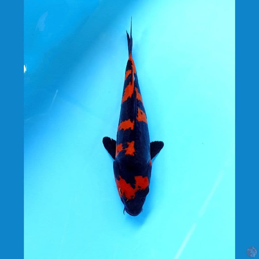 utsuri doitsu 20cm