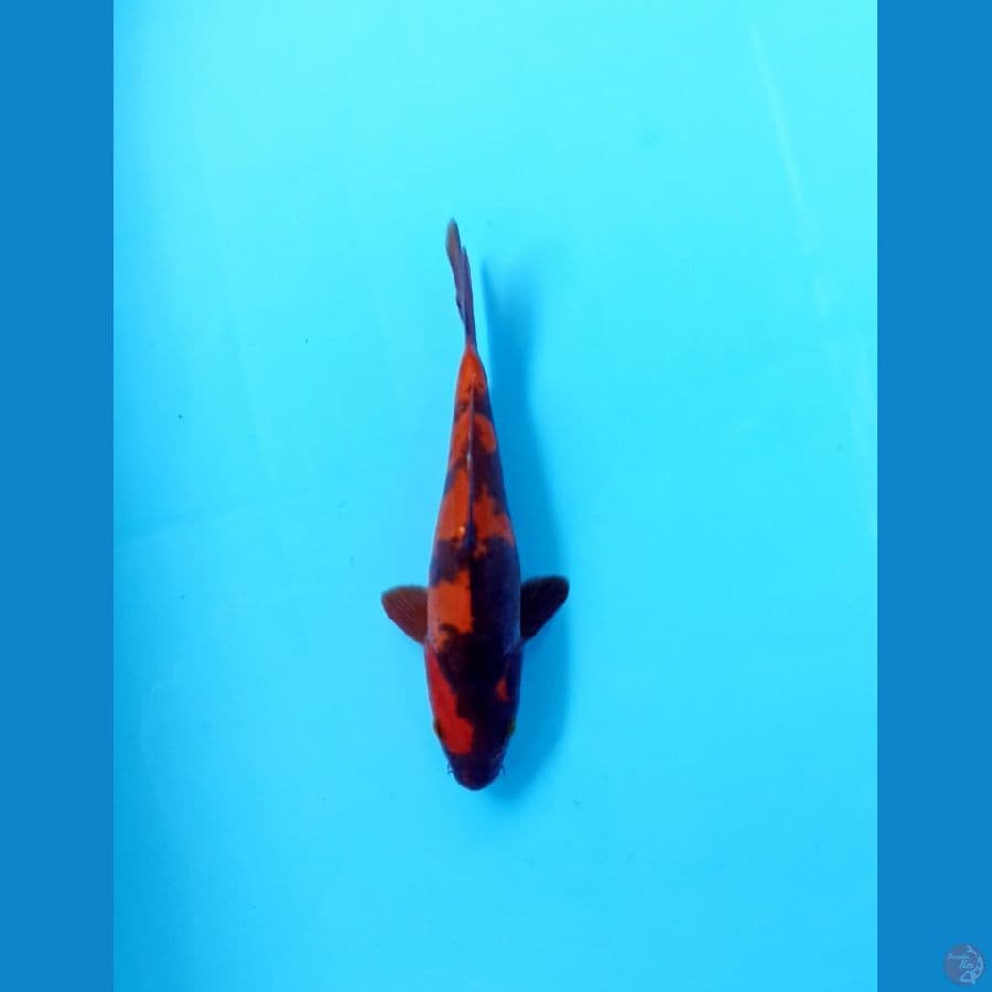 utsuri doitsu 17cm