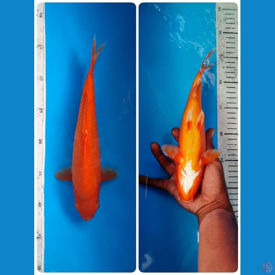 benigoi 27cm