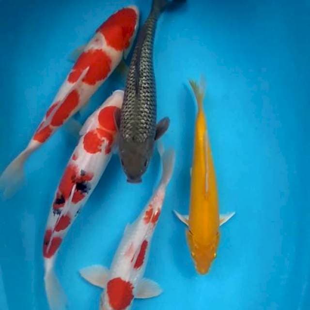 MIx koi
