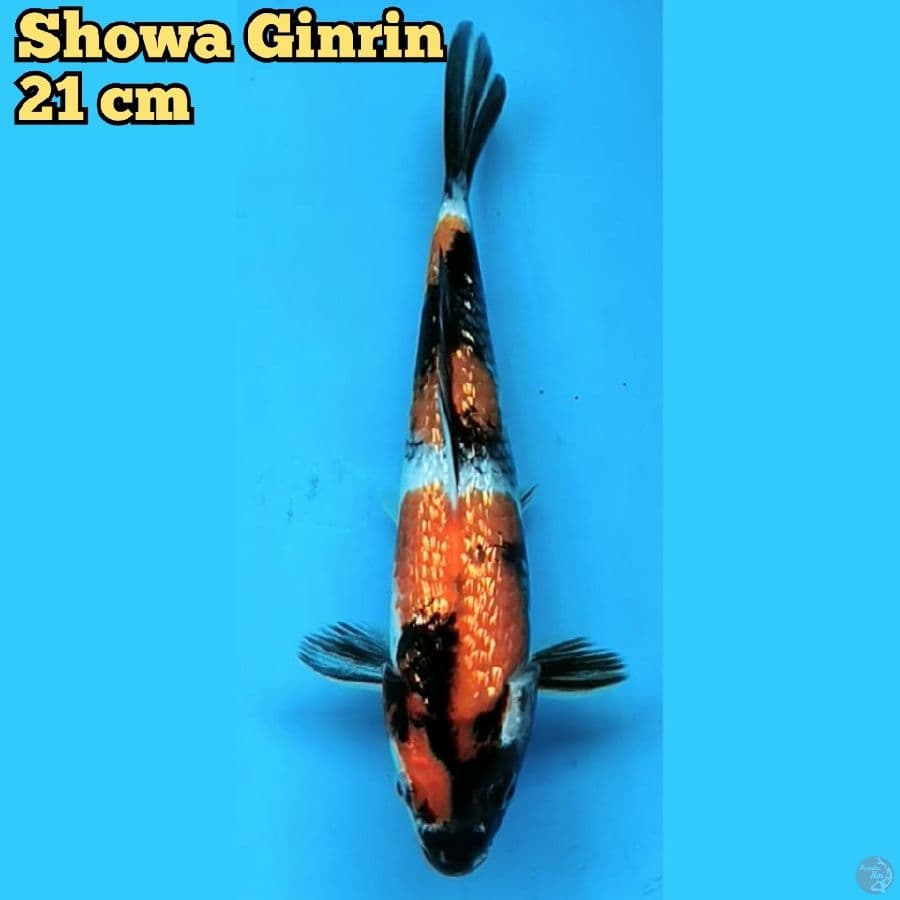 Showa Ginrin HQ 21 cm