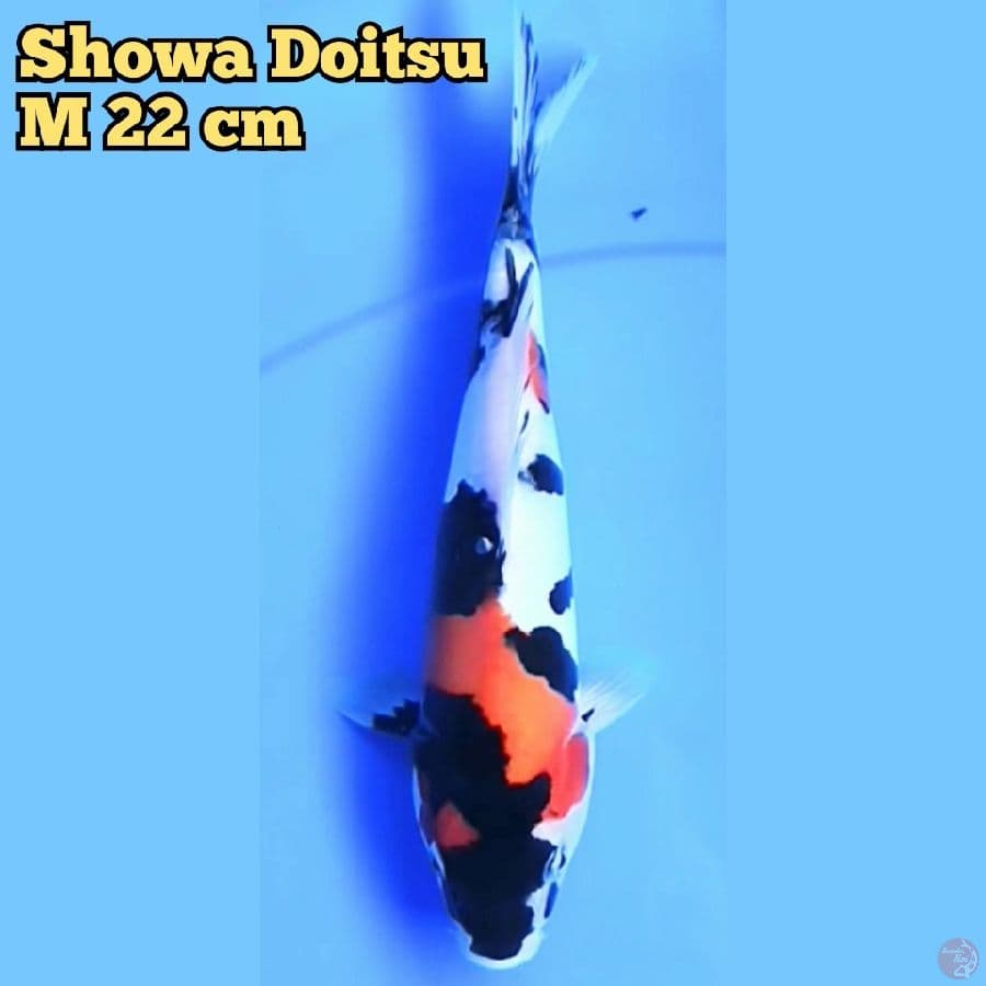 Showa Doitsu Jantan 22 cm