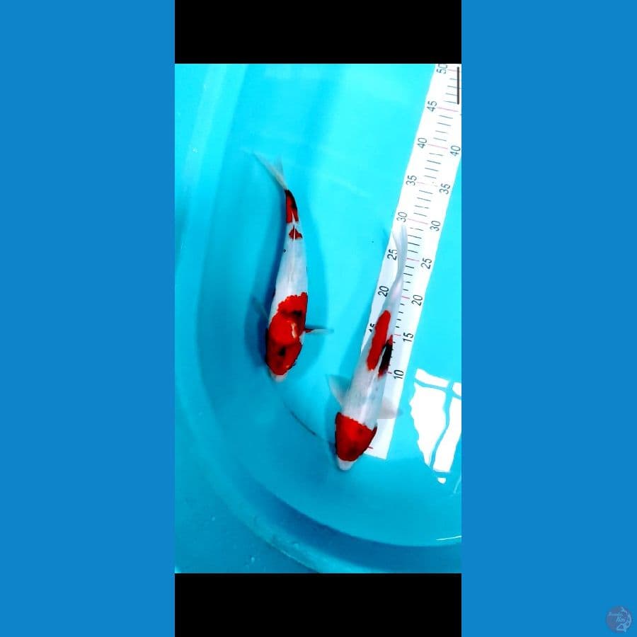 showa 2 ekor 30 cm
