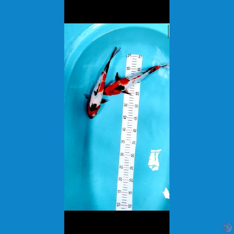 showa 29-31 cm