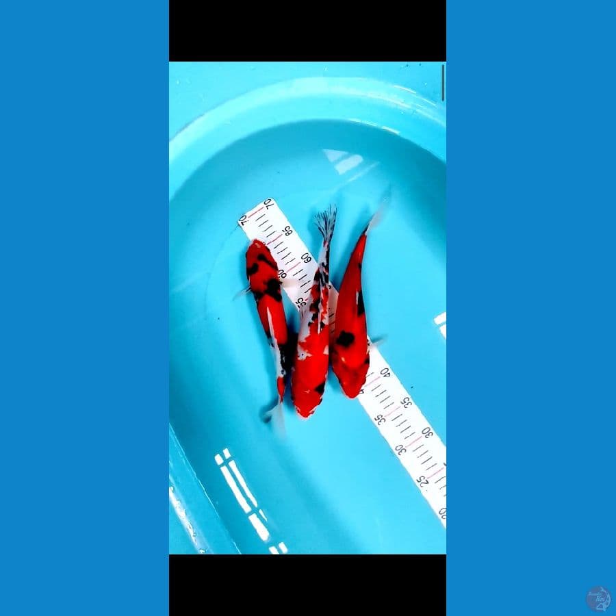 showa 28-29 cm 3 ekor