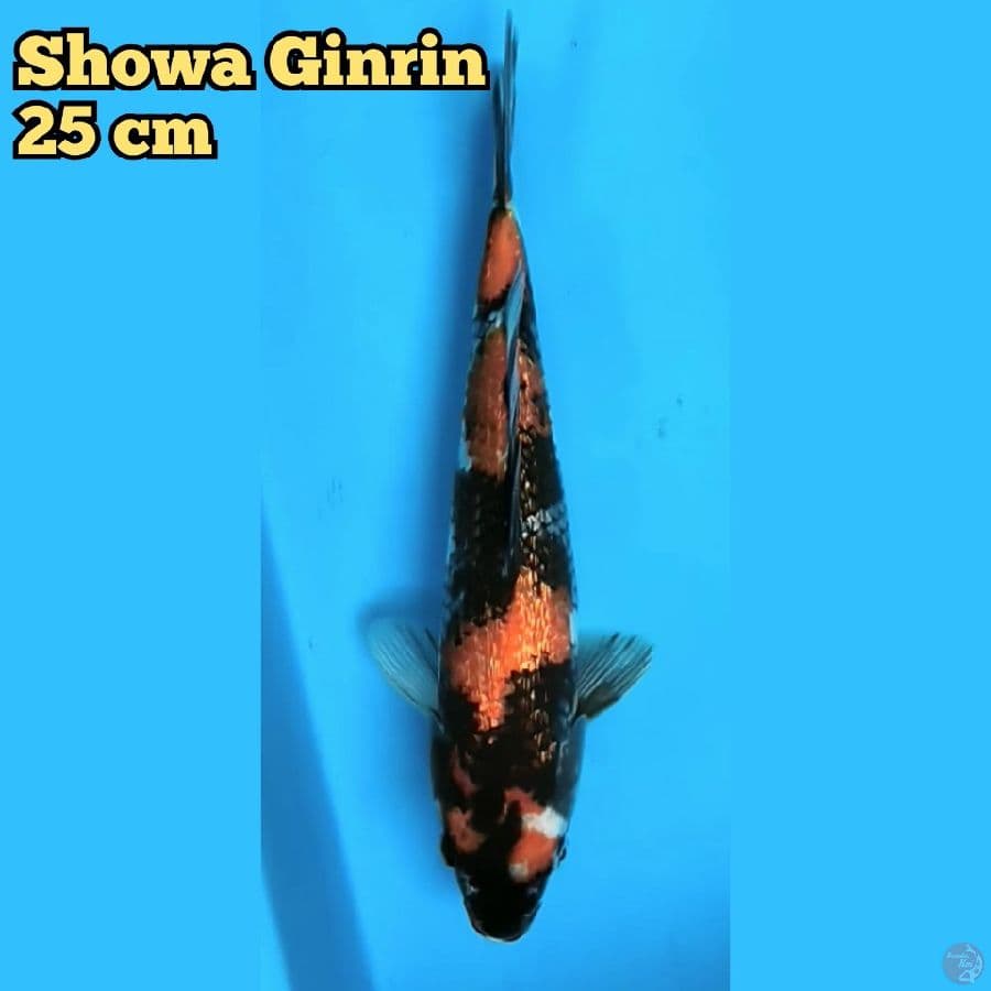 Showa Ginrin 25 cm