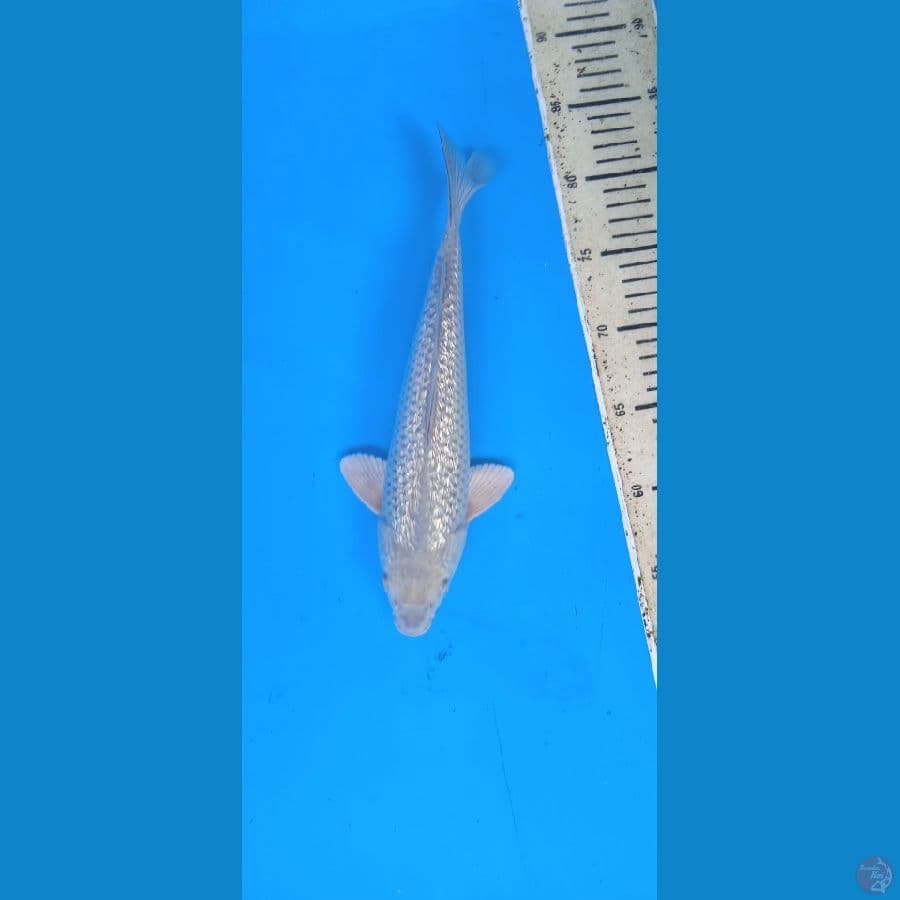 sora ginrin 29 cm