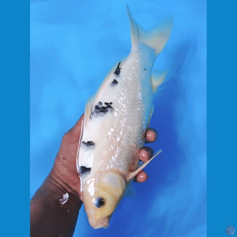 Bekko Ginrin Punuk