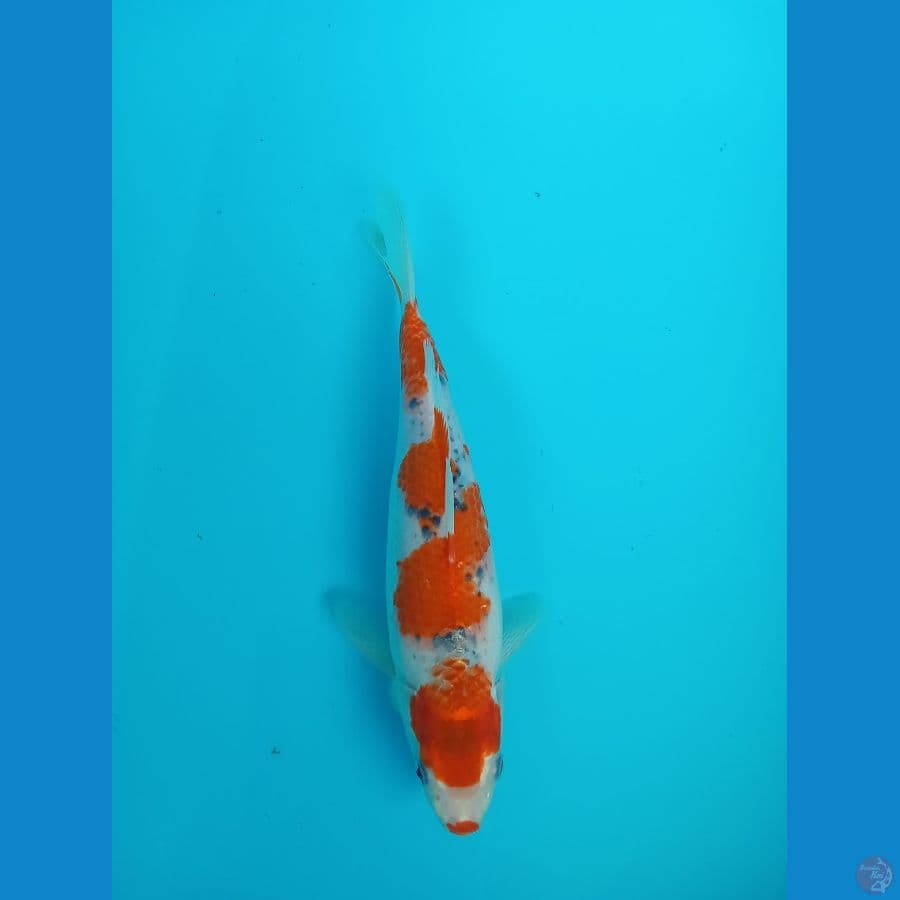 Goshiki Kucibeni 29cm
