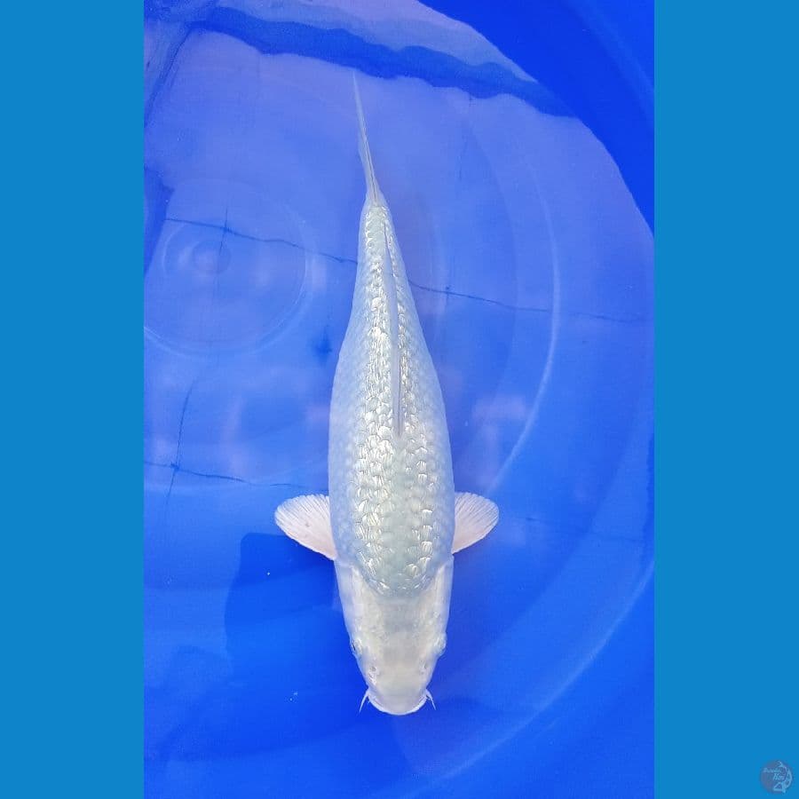 Soragoi Ginrin 35cm Bulky Punuk