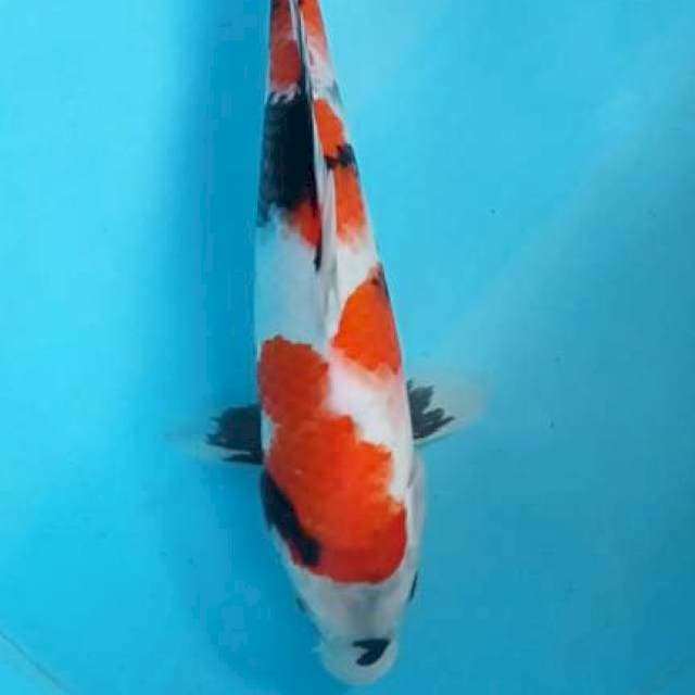 Showa 30cm