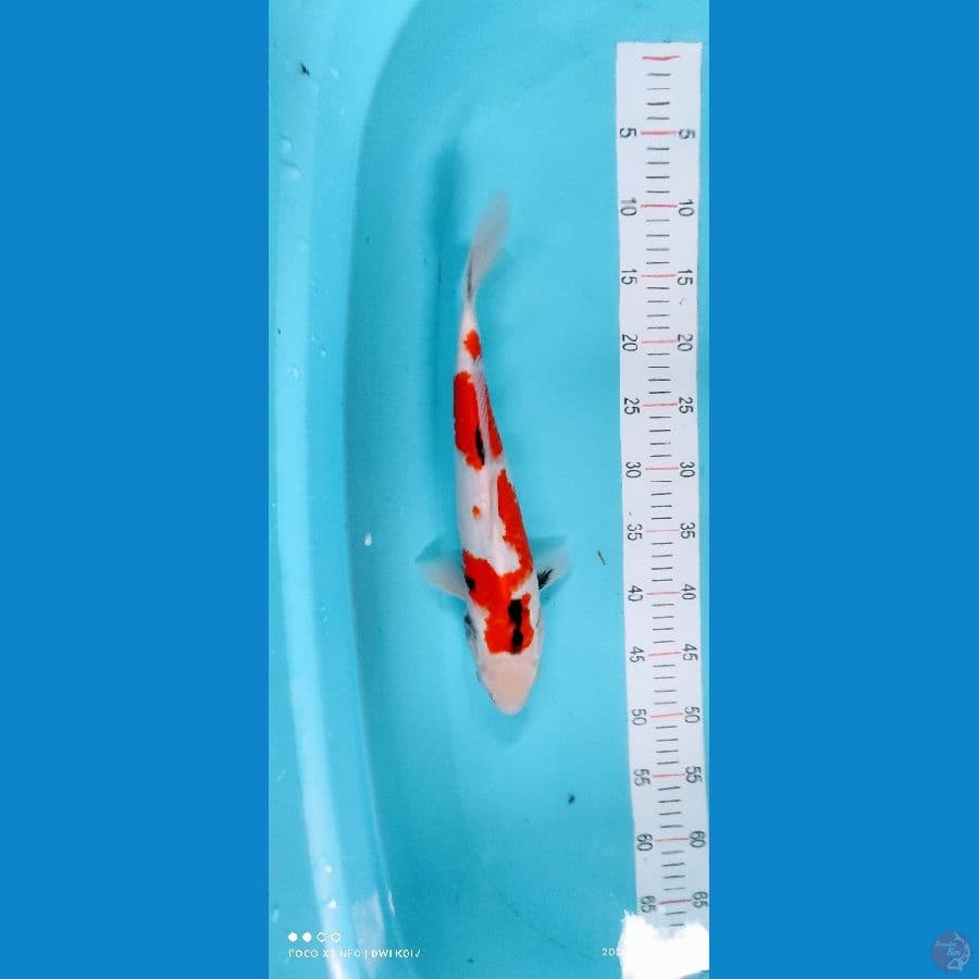 showa 36 cm