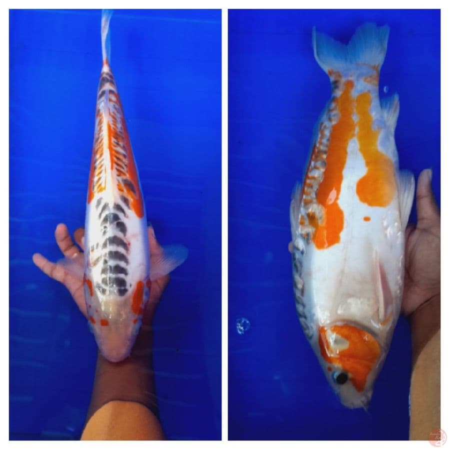 Hana shushui 40cm